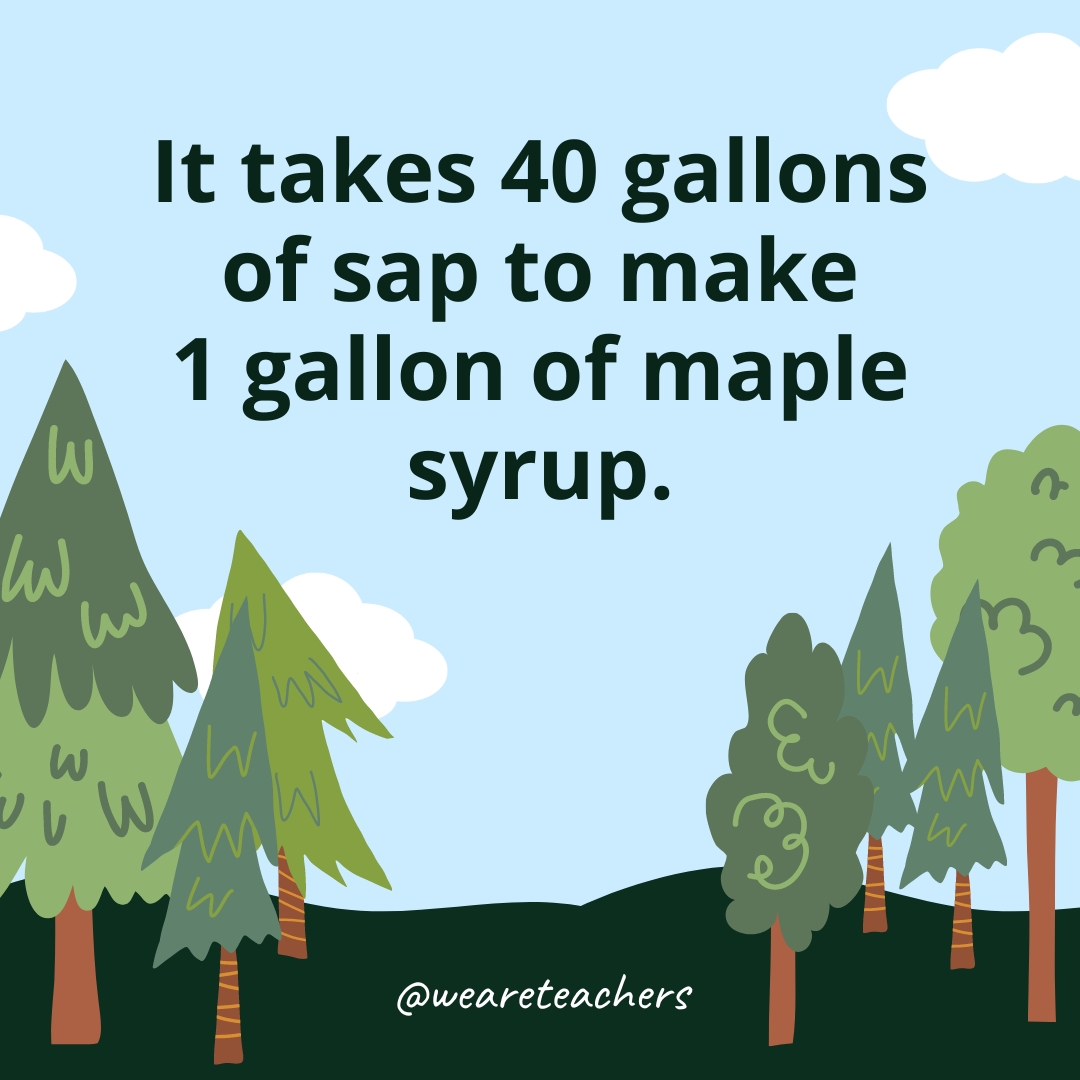 It takes 40 gallons of sap to make 1 gallon of maple syrup.