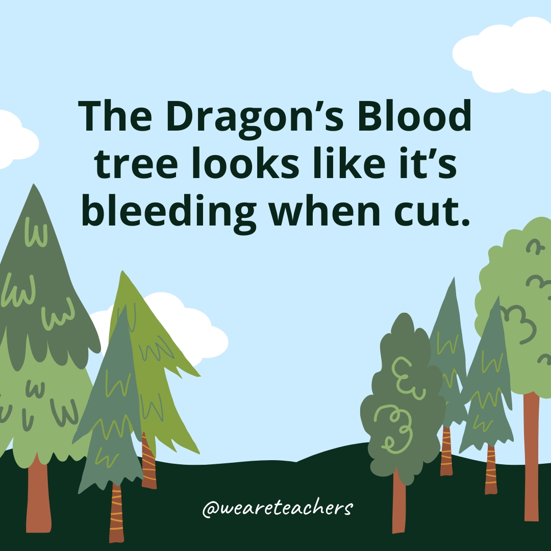 The Dragon's Blood tree looks like it’s bleeding when cut.