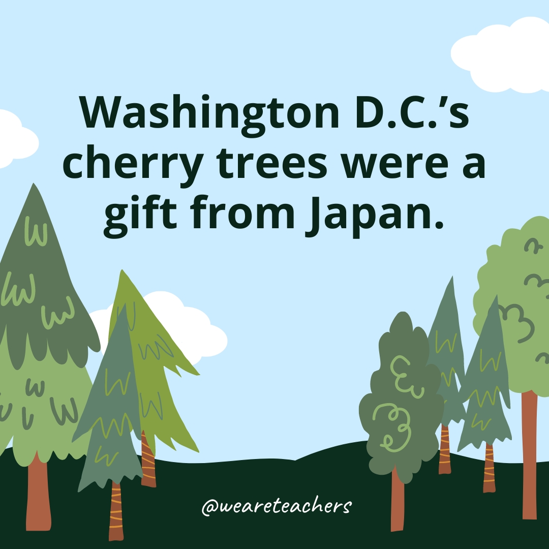 Washington D.C.’s cherry trees were a gift from Japan.