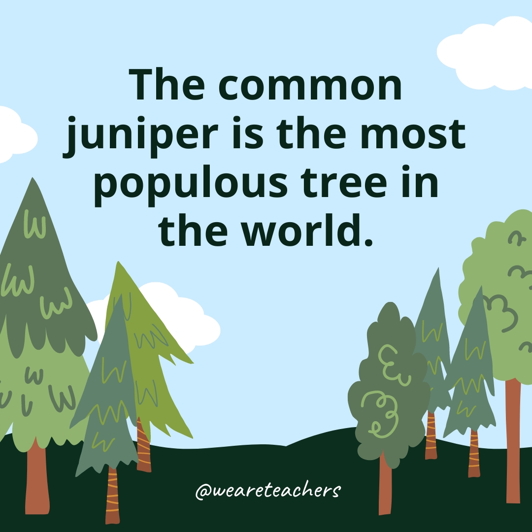 The common juniper is the most populous tree in the world.