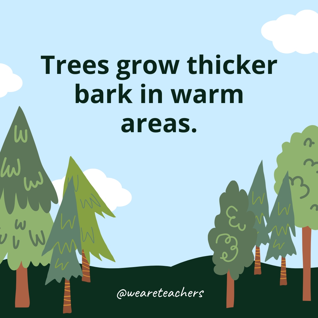 Trees grow thicker bark in warm areas.- Facts About Trees