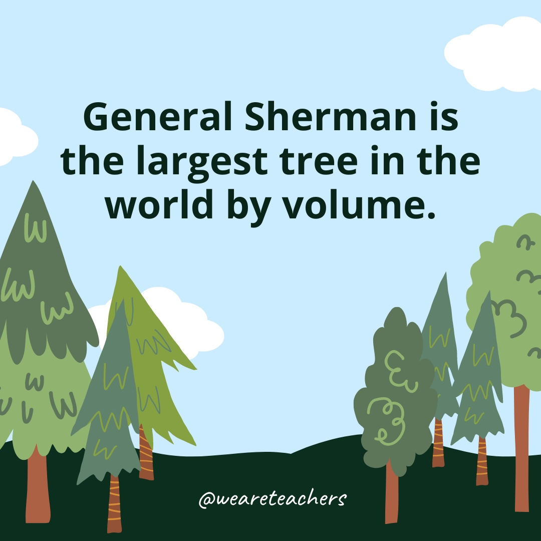 General Sherman is the largest tree in the world by volume.