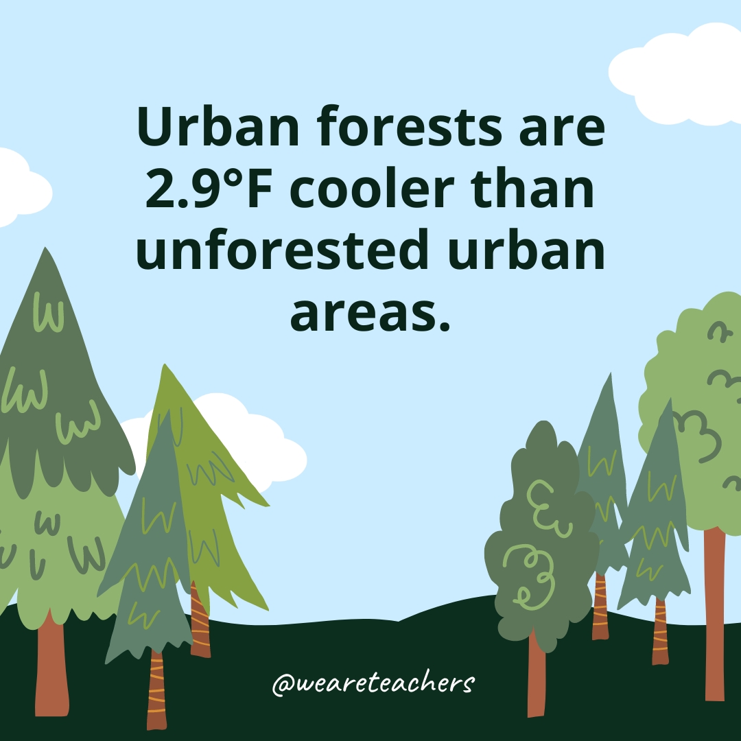 Urban forests are 2.9°F cooler than unforested urban areas.