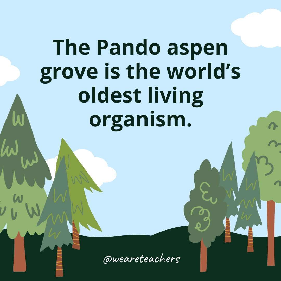 The Pando aspen grove is the world’s oldest living organism.