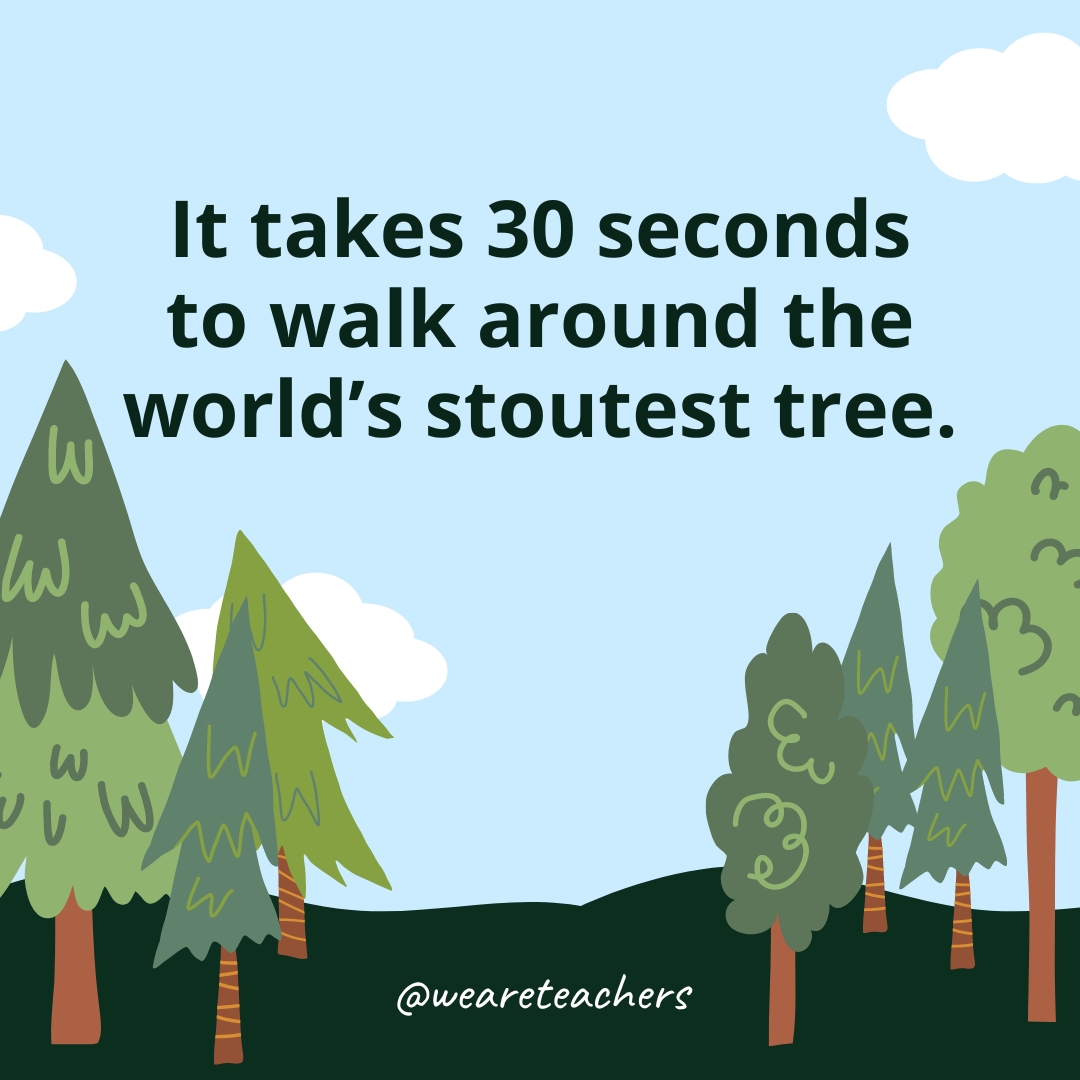 It takes 30 seconds to walk around the world's stoutest tree.