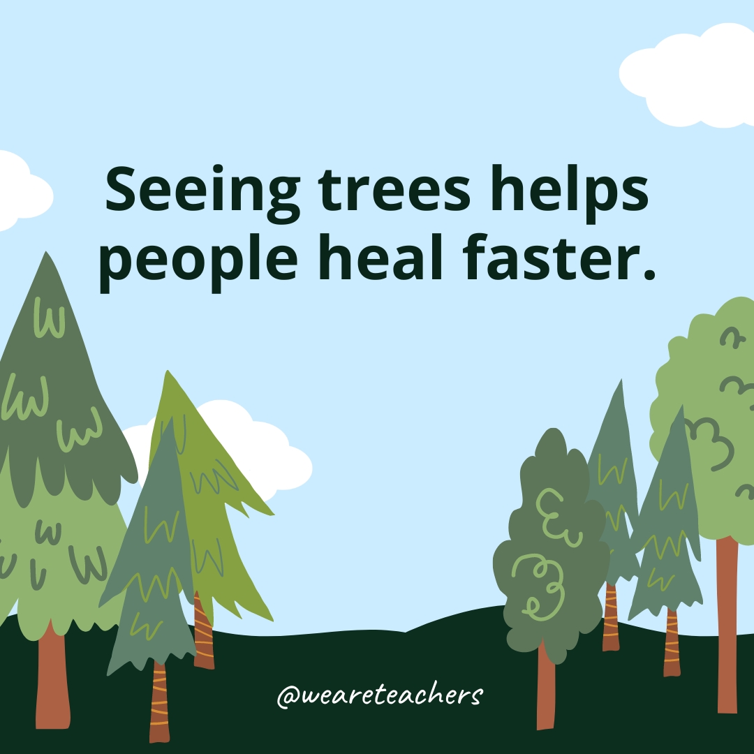 Seeing trees helps people heal faster.- Facts About Trees