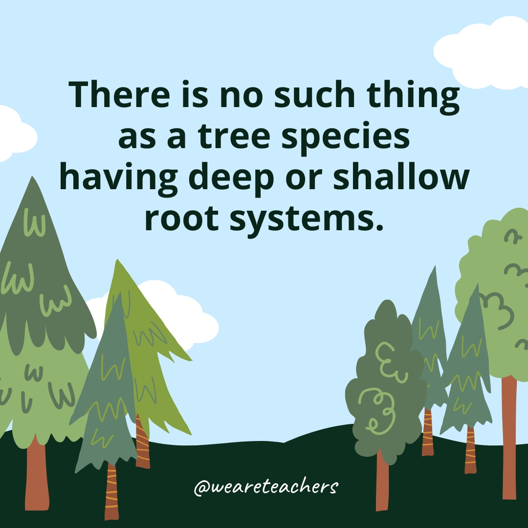 There is no such thing as a tree species having deep or shallow root systems.