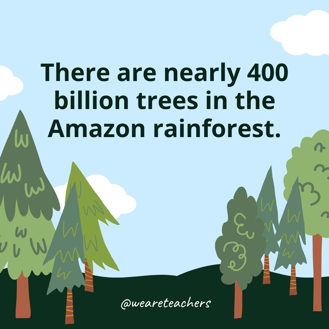 There are nearly 400 billion trees in the Amazon rainforest.