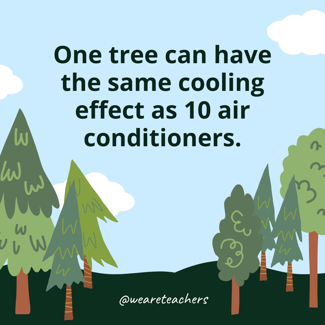 One tree can have the same cooling effect as 10 air conditioners.