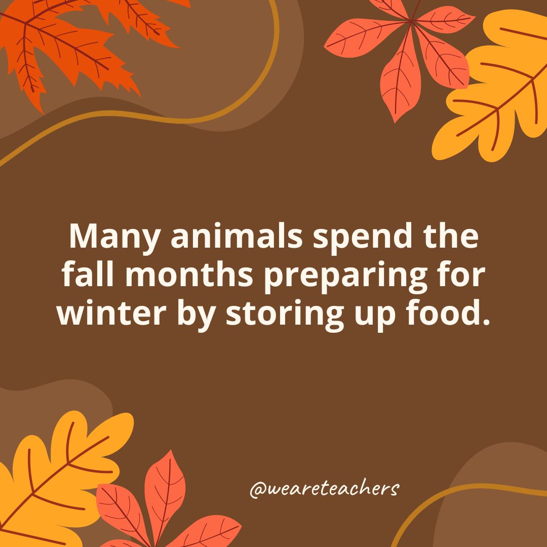 Many animals spend the fall months preparing for winter by storing up food.