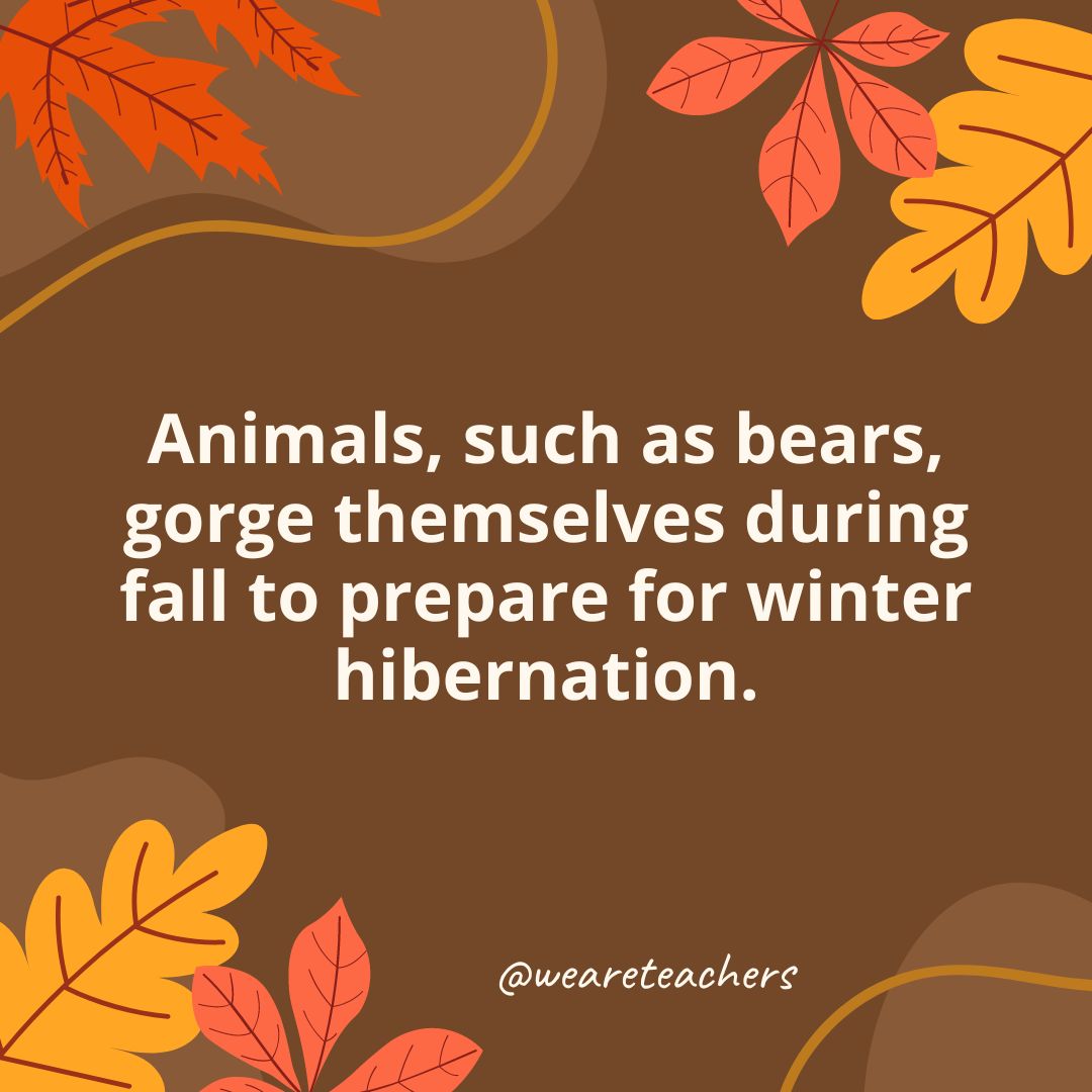 Animals, such as bears, gorge themselves during fall to prepare for winter hibernation.