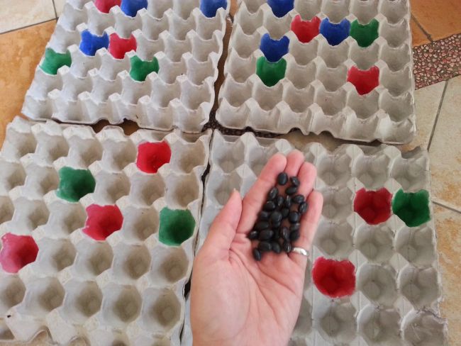 A hand holds a pile of beans over an array of empty egg cartons with some compartments painted in different colors