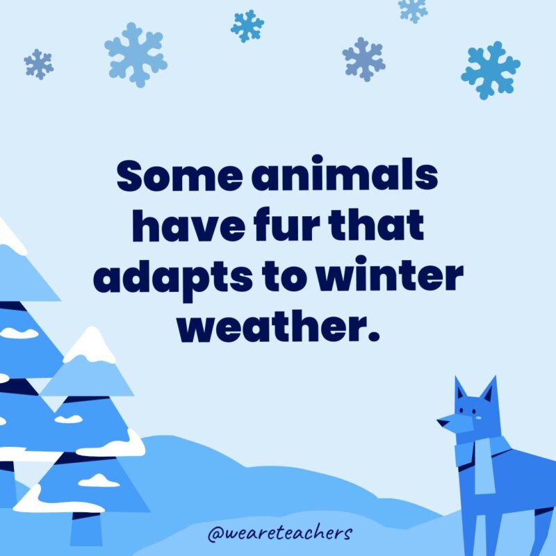 Some animals have fur that adapts to winter weather.