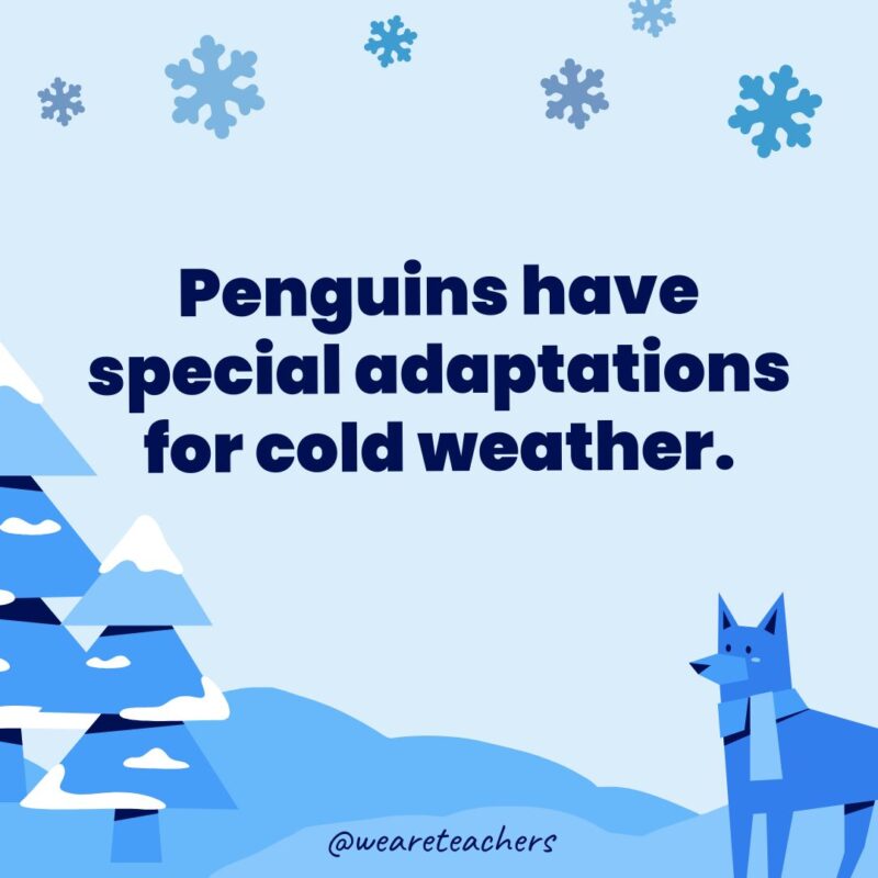 Penguins have special adaptations for cold weather.