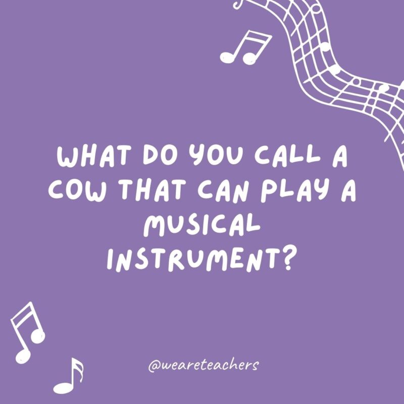 Music jokes: What do you call a cow that can play a musical instrument? A moo-sician.