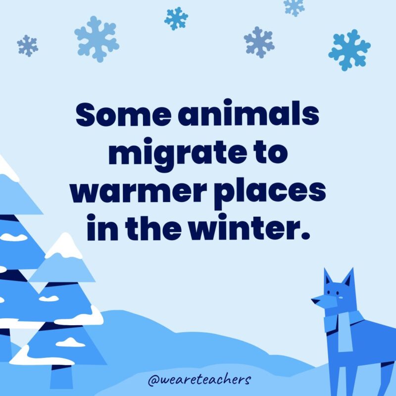 Some animals migrate to warmer places in the winter.