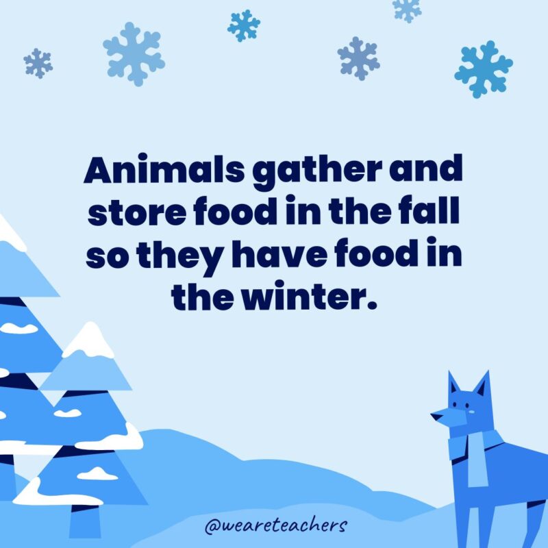 Animals gather and store food in the fall so they have food in the winter.