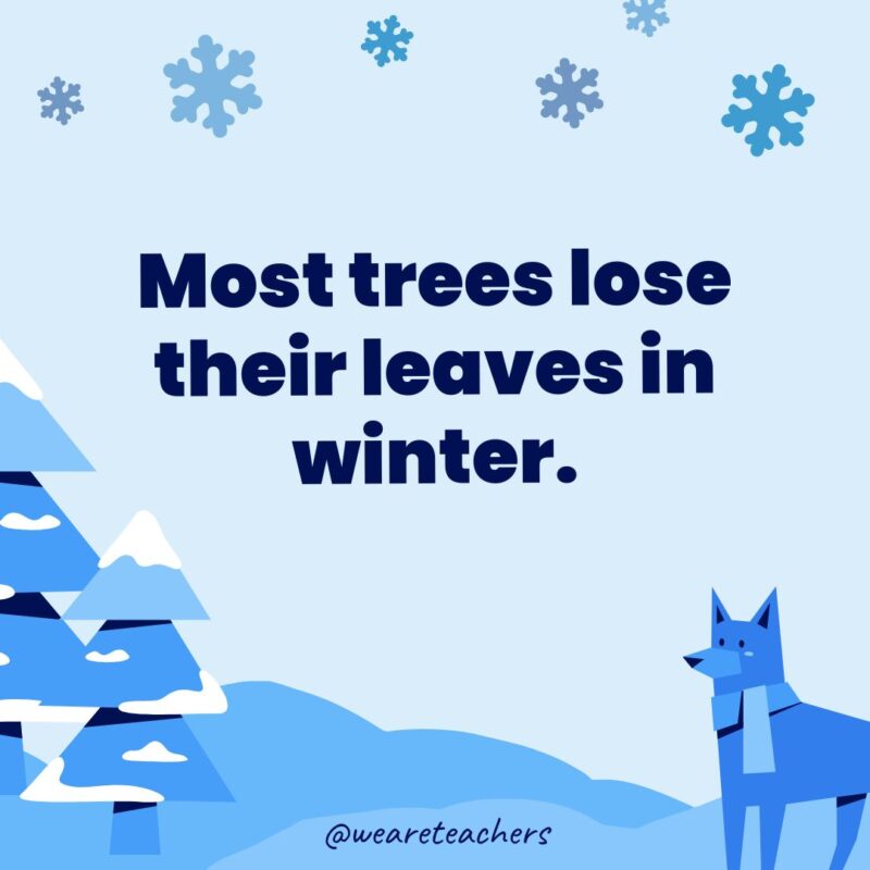 Most trees lose their leaves in winter.