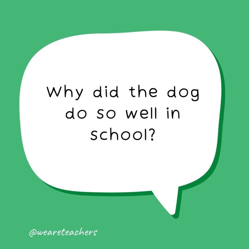 Why did the dog do so well in school? Because he was the teacher’s pet - - school jokes for kids