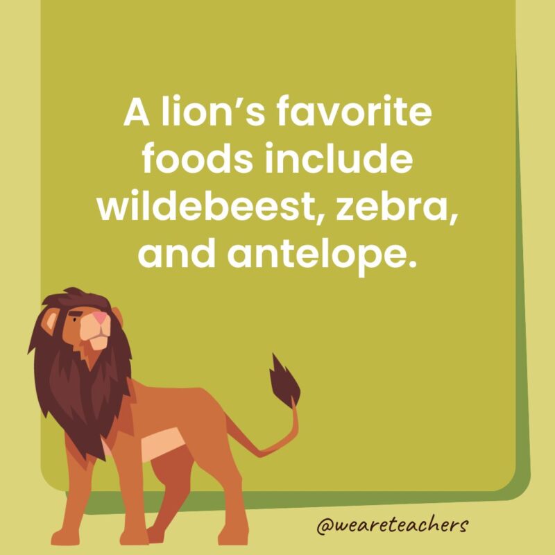 A lion’s favorite foods include wildebeest, zebra, and antelope.