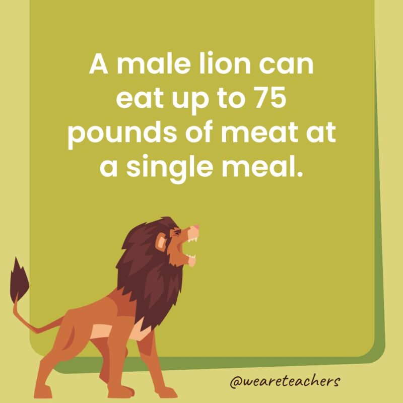 A male lion can eat up to 75 pounds of meat at a single meal.