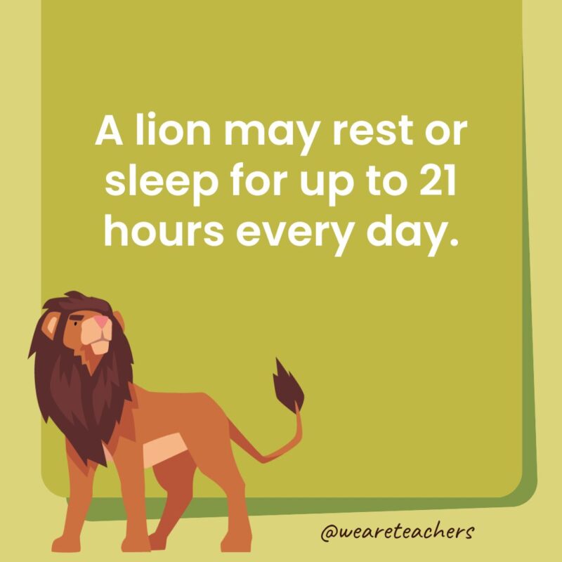 A lion may rest or sleep for up to 21 hours every day.