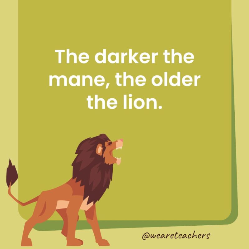 The darker the mane, the older the lion.