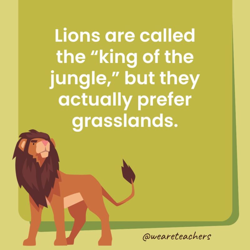 Lions are called the “king of the jungle,” but they actually prefer grasslands.