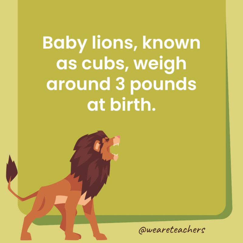 Baby lions, known as cubs, weigh around 3 pounds at birth.