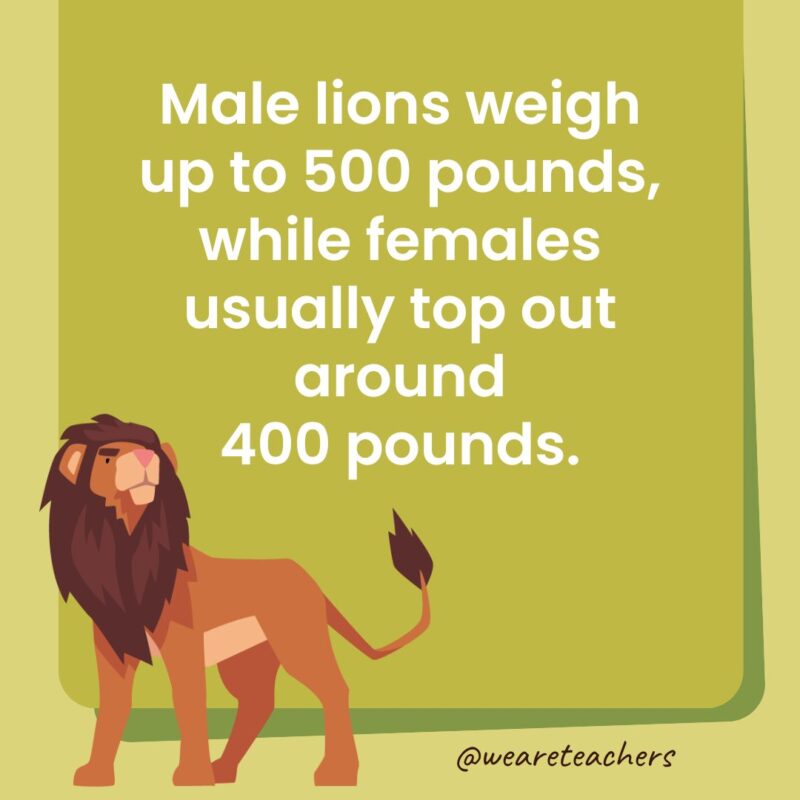 Male lions weigh up to 500 pounds, while females usually top out around 400 pounds.