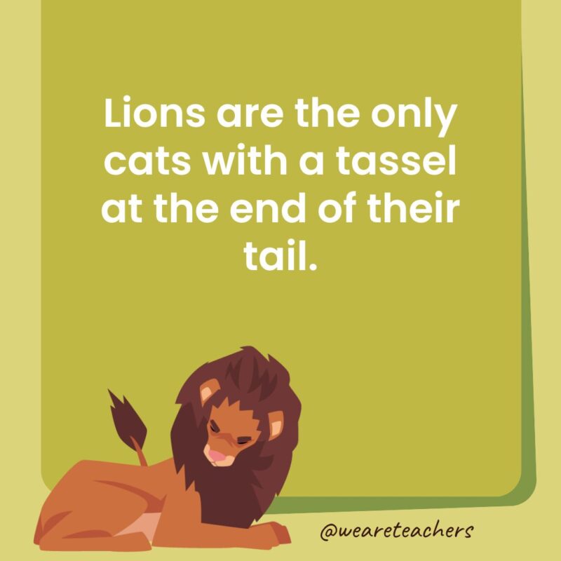 Lions are the only cats with a tassel at the end of their tail.