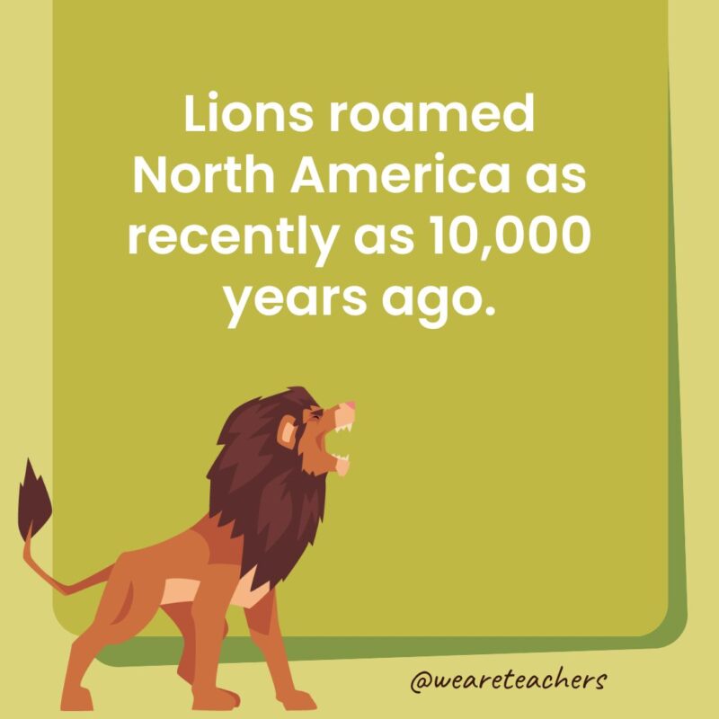 Lions roamed North America as recently as 10,000 years ago.