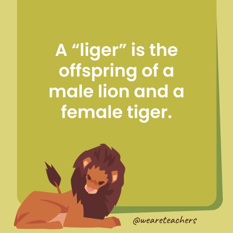 A “liger” is the offspring of a male lion and a female tiger.