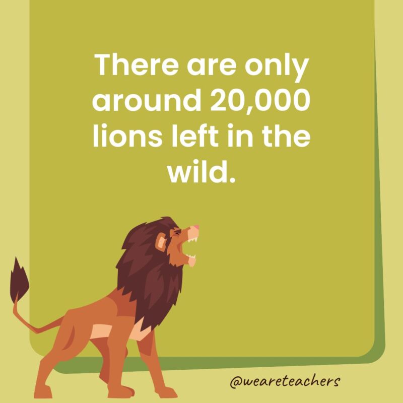 There are only around 20,000 lions left in the wild.