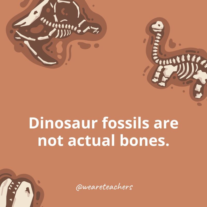 Dinosaur fossils are not actual bones.