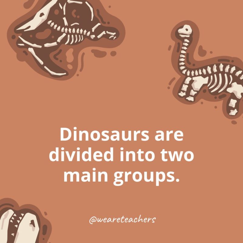 Dinosaurs are divided into two main groups.-dinosaur facts for kids