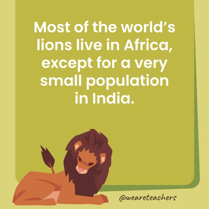 Most of the world’s lions live in Africa, except for a very small population in India.