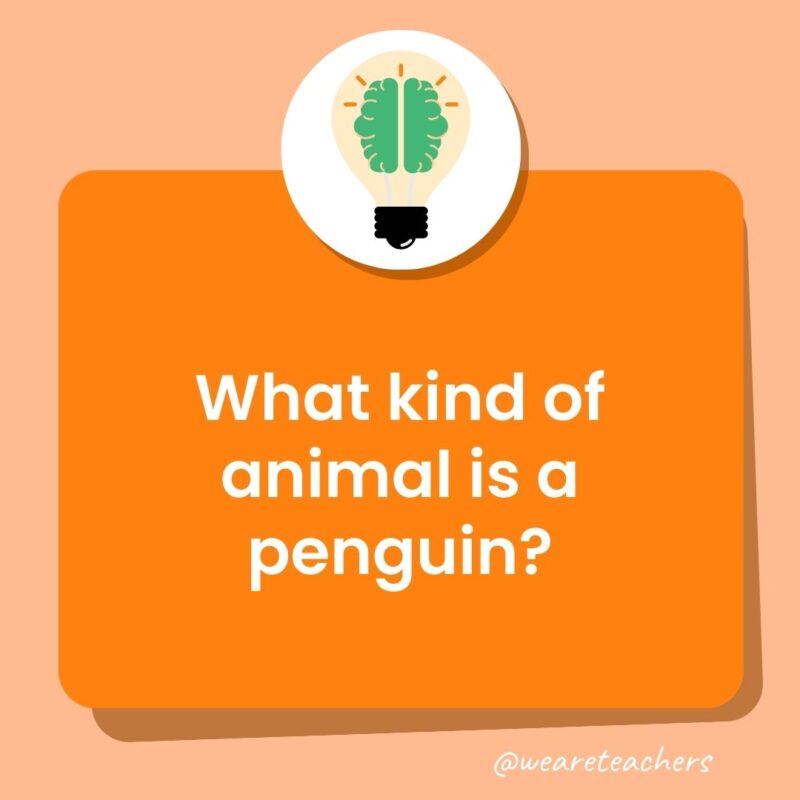 What kind of animal is a penguin?