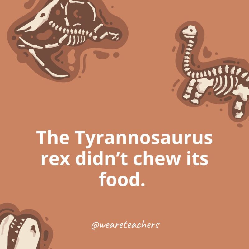 The Tyrannosaurus rex didn’t chew its food. 