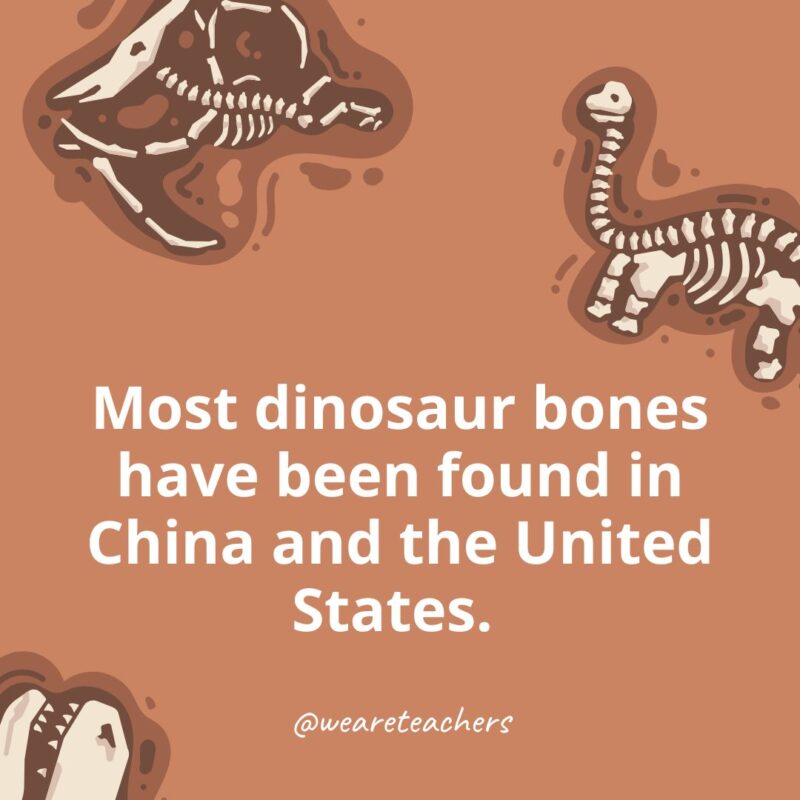 Most dinosaur bones have been found in China and the United States. 