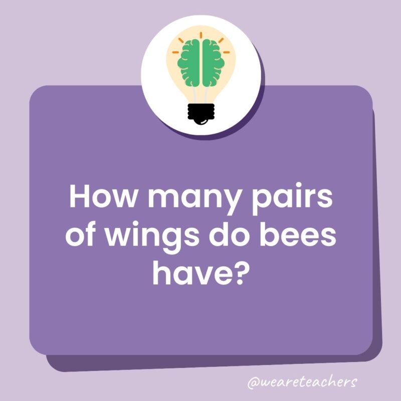 How many pairs of wings do bees have?