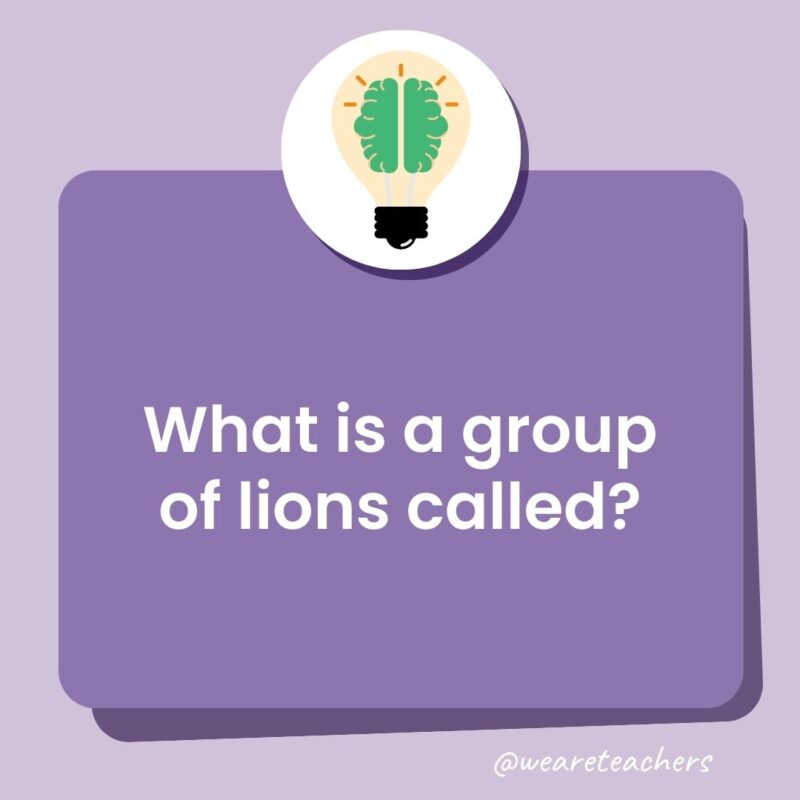 What is a group of lions called?