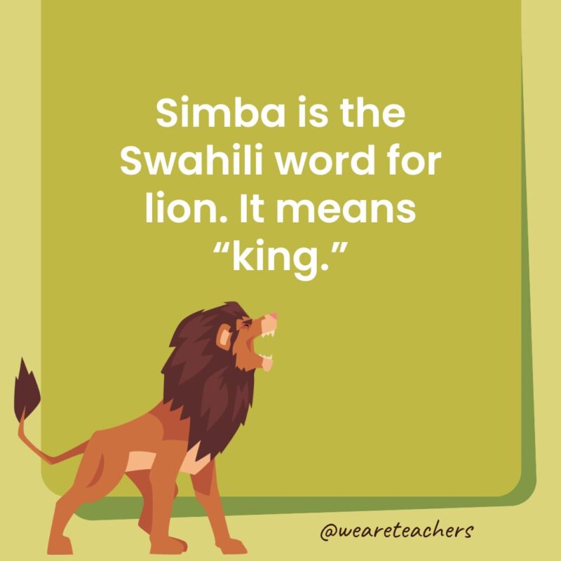 Simba is the Swahili word for lion. It means “king.”