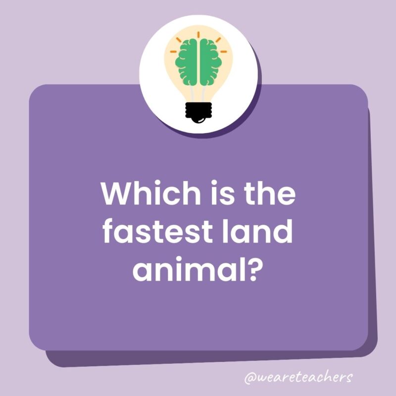 Trivia questions for kids: Which is the fastest land animal?