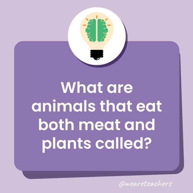 What are animals that eat both meat and plants called?