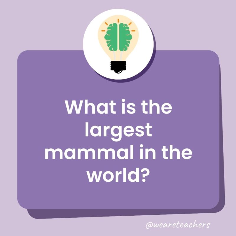 What is the largest mammal in the world?