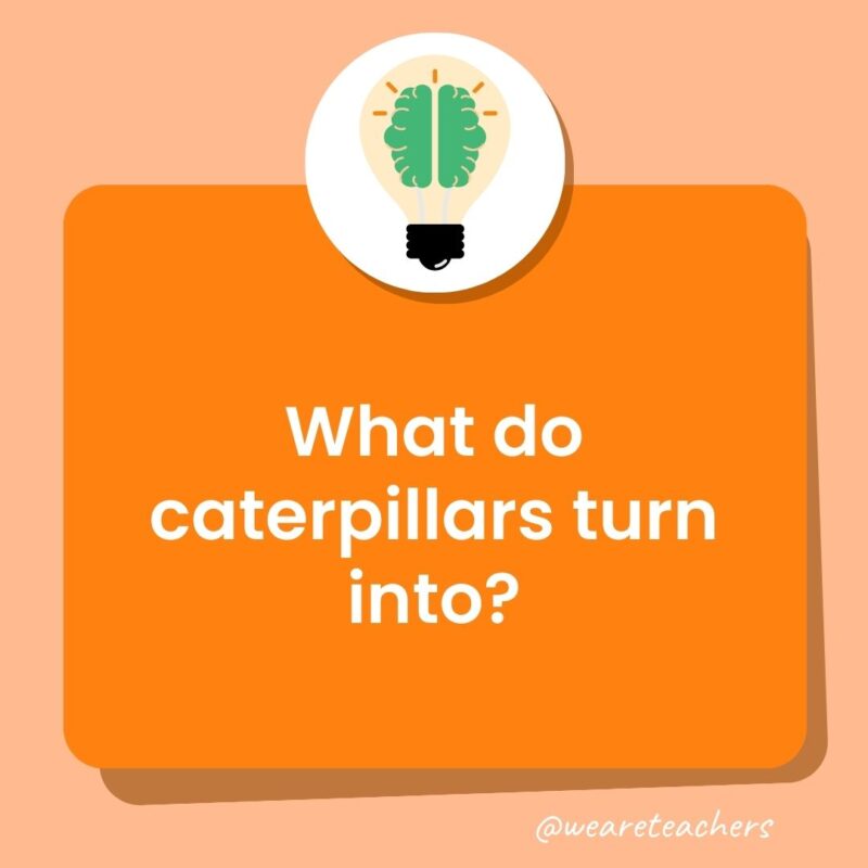 Trivia questions for kids: What do caterpillars turn into?