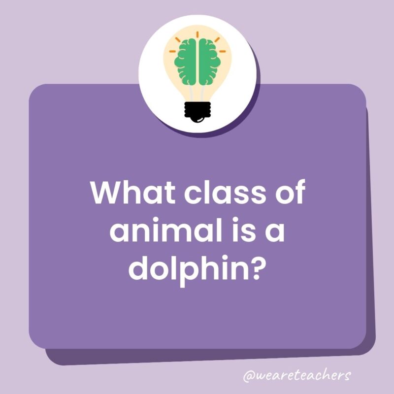 What class of animal is a dolphin?