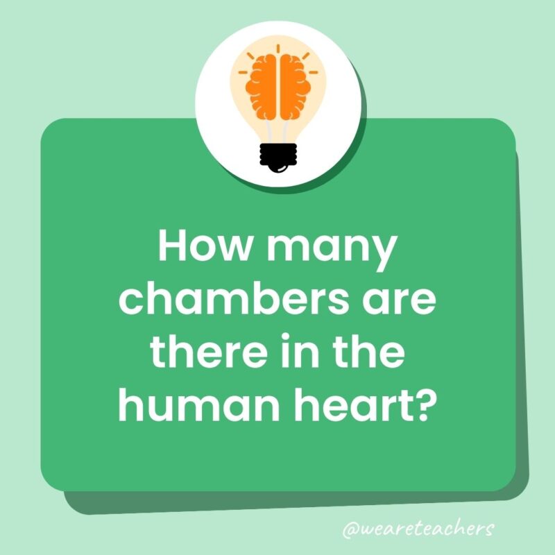 How many chambers are there in the human heart?