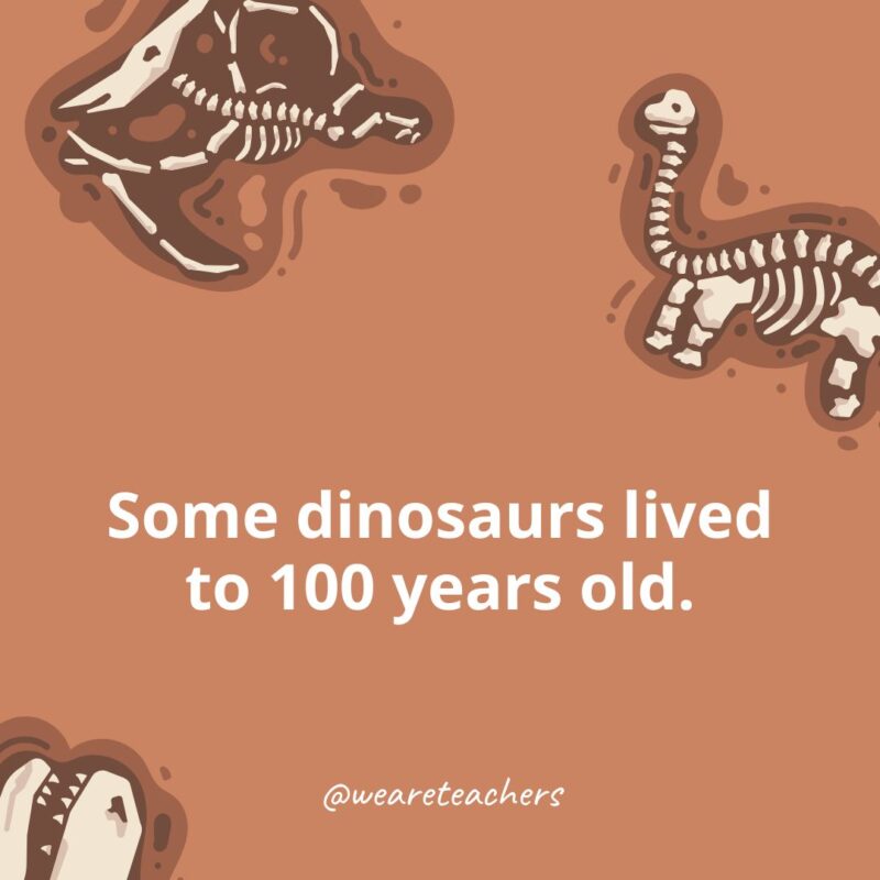 Some dinosaurs lived to 100 years old.-dinosaur facts for kids